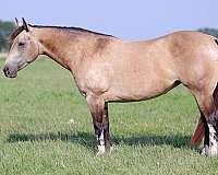 ranch-work-quarter-horse