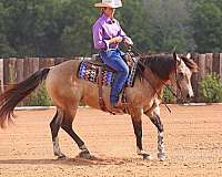 beginner-safe-quarter-horse