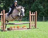 buckskin-sock-horse