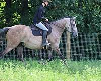 beginner-safe-quarter-horse