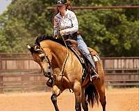 ranch-work-quarter-horse