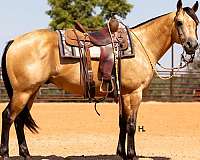 all-around-quarter-horse