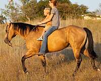 any-terrain-quarter-horse