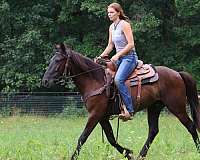 ranch-work-quarter-horse