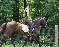 beginner-safe-quarter-horse