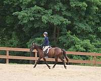 beginner-quarter-horse