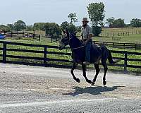 trail-quarter-horse