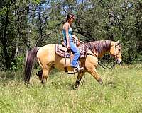 buckskin-quarter-horse