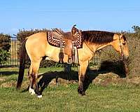 buckskin-star-horse