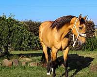 athletic-quarter-horse