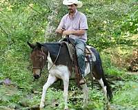 ranch-work-quarter-horse