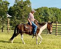 husband-safe-quarter-horse