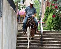 ranch-quarter-horse