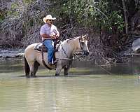 beginner-safe-quarter-horse