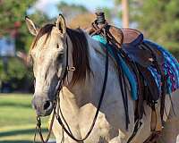 ranch-work-quarter-horse