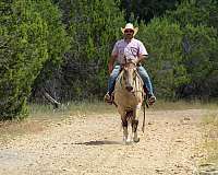 family-horse-quarter