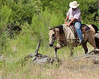 trail-quarter-horse