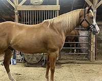 sorrel-white-spot-on-hip-horse