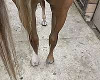 apha-gelding-paint-horse