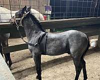 tennessee-walking-horse-for-sale