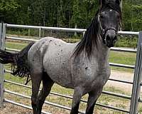 tennessee-walking-horse