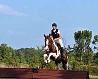 sorrel-overo-dressage-horse