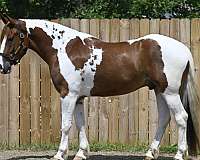 sorrel-overo-western-dressage-horse