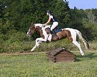 all-around-gelding