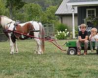 kid-safe-pony