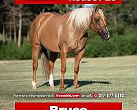 all-around-quarter-horse