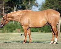 athletic-quarter-horse