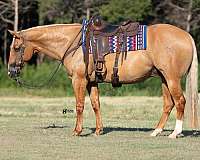 performance-quarter-horse