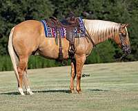 ranch-versatility-quarter-horse