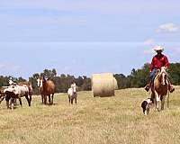 trail-riding-paint-horse