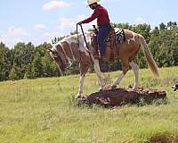 pinto-all-around-horse