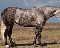 athletic-quarter-horse