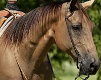 calf-roping-quarter-horse