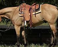 athletic-quarter-horse