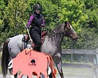 calf-roping-quarter-horse