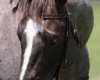 ranch-work-quarter-horse