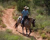 ranch-versatility-quarter-horse