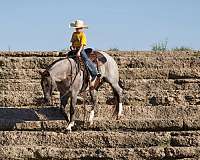 ridden-western-quarter-horse