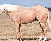 athletic-quarter-horse