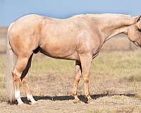 calf-roping-quarter-horse