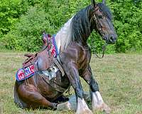 gypsy-gelding-vanner-horse