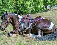 draft-cross-gypsy-vanner-horse