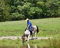 husband-safe-paint-horse