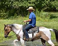 ranch-versatility-paint-horse