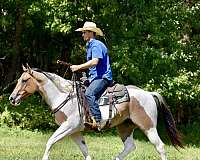 ranch-work-paint-horse