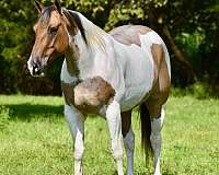 show-paint-horse